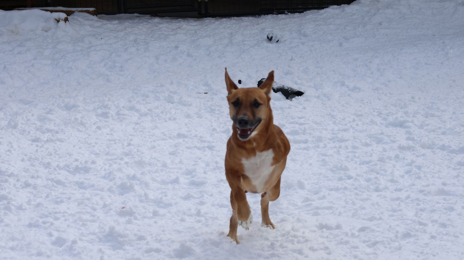 GEYRAN - Front Leg Amputee - $350 - German Shepherd Dog