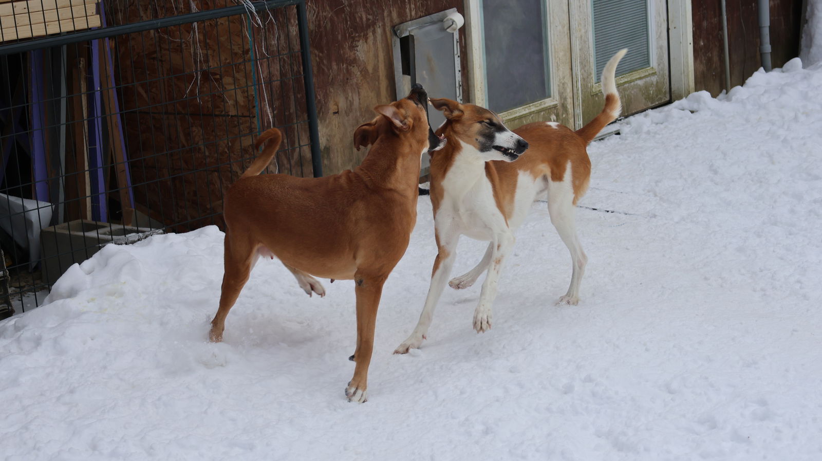 GEYRAN - Front Leg Amputee - $350 - German Shepherd Dog