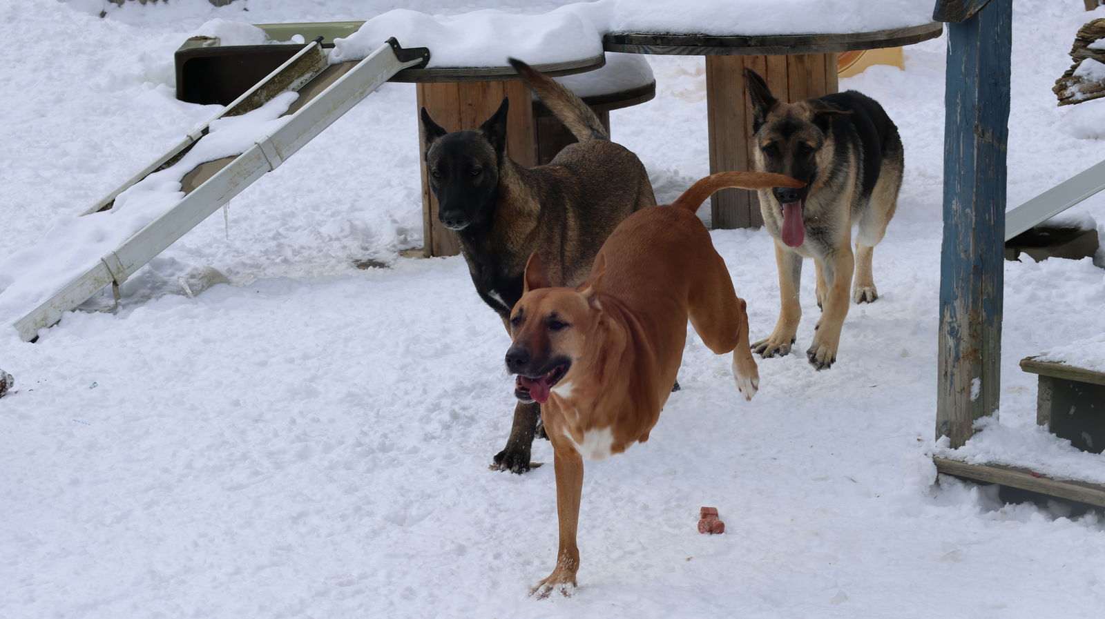 GEYRAN - Front Leg Amputee - $350 - German Shepherd Dog