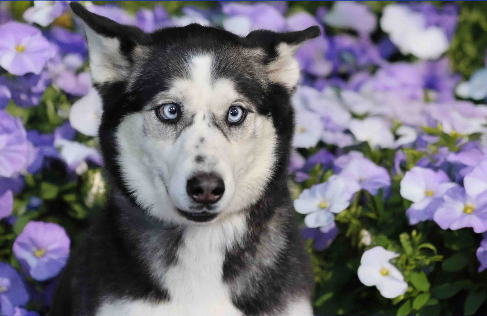 Opal - Siberian Husky