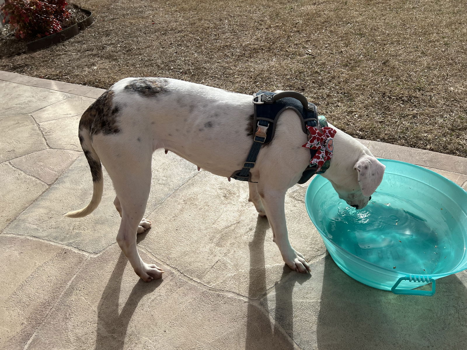Angel - American Staffordshire Terrier