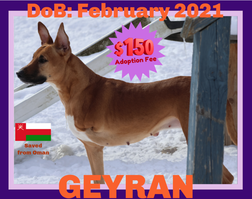 GEYRAN - Front Leg Amputee - $350 - German Shepherd Dog