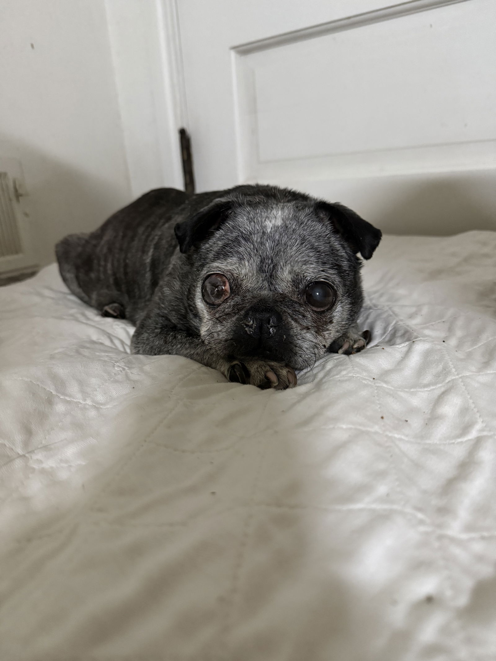 Lottie - Pug