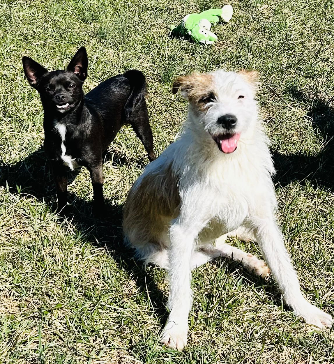 Dexter - Wirehaired Fox Terrier