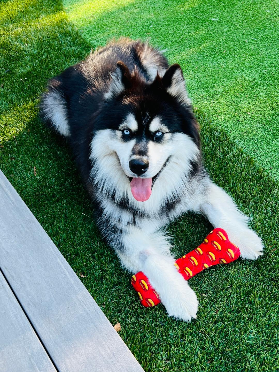Oso - Siberian Husky