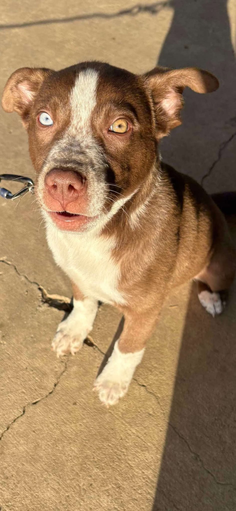 Toby - Cattle Dog