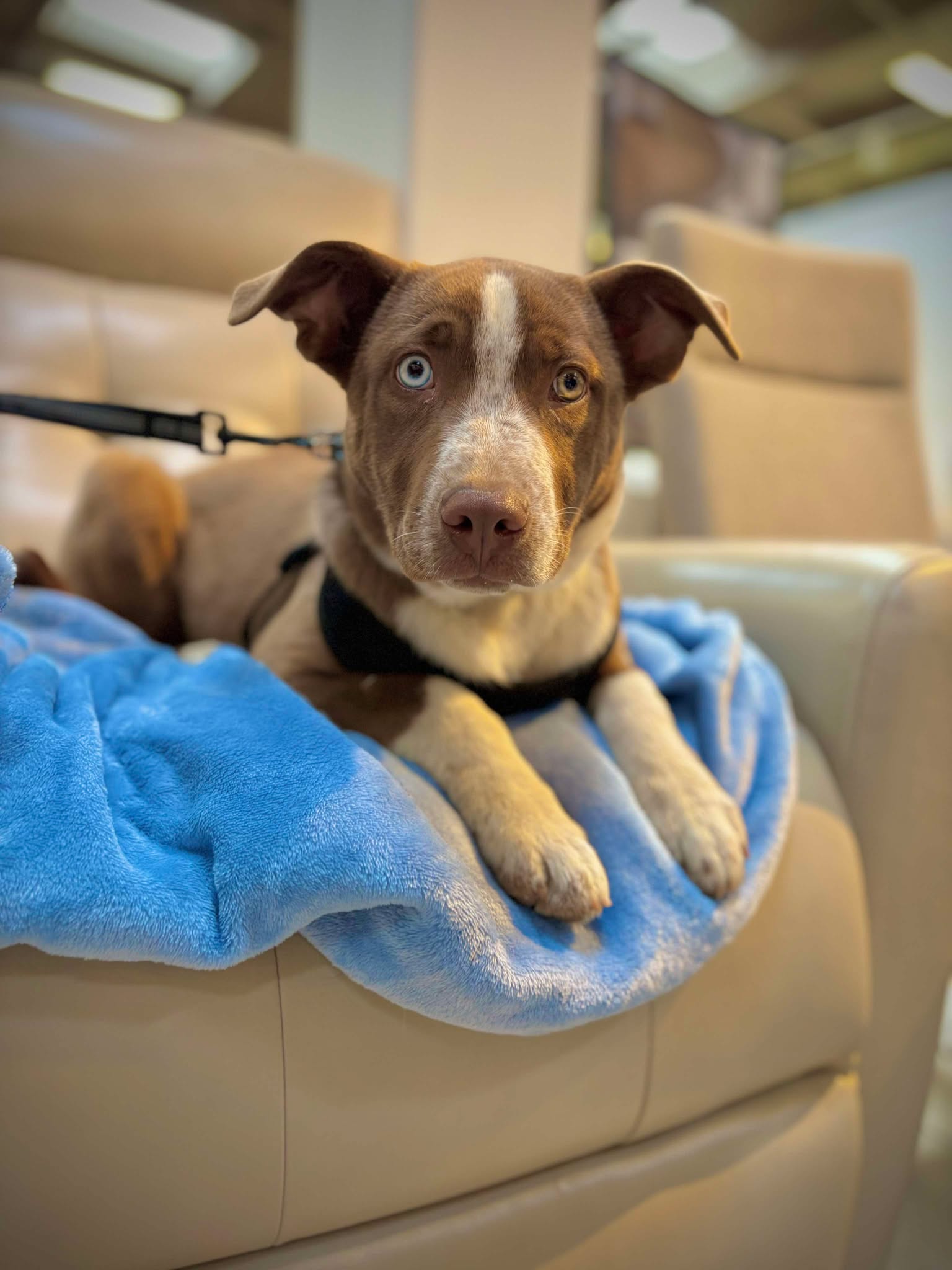 Toby - Cattle Dog