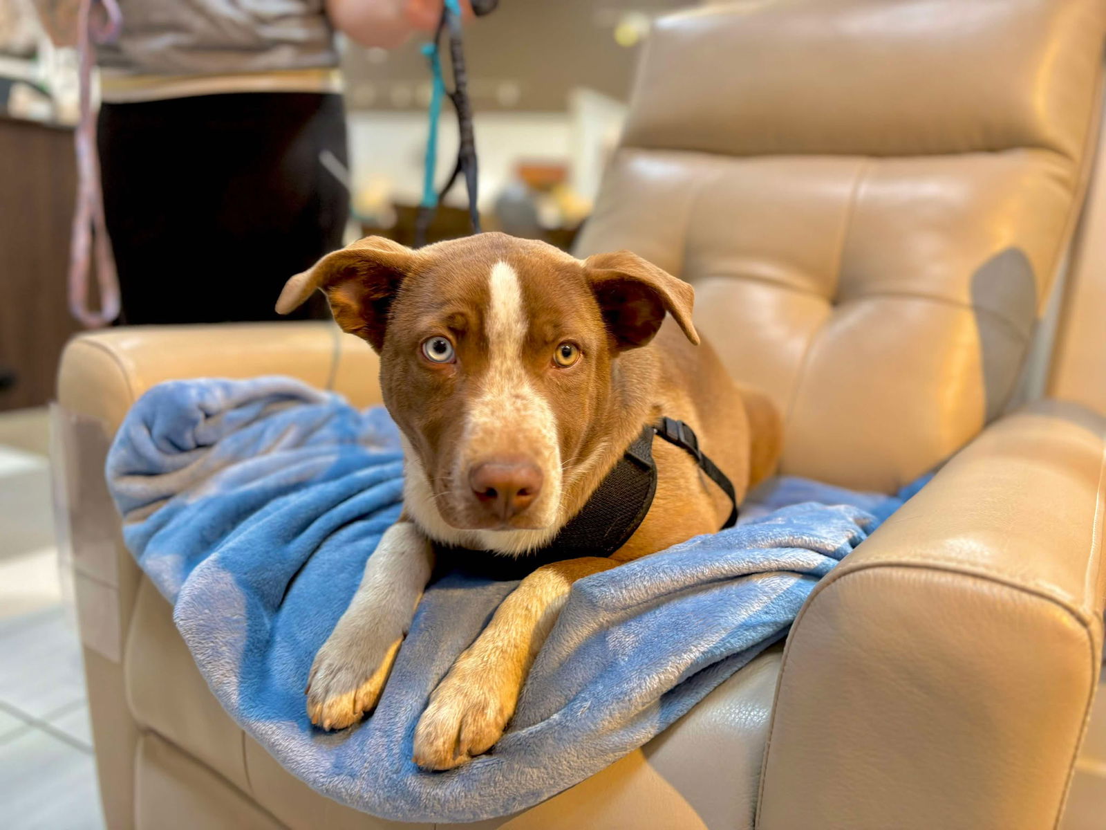 Toby - Cattle Dog