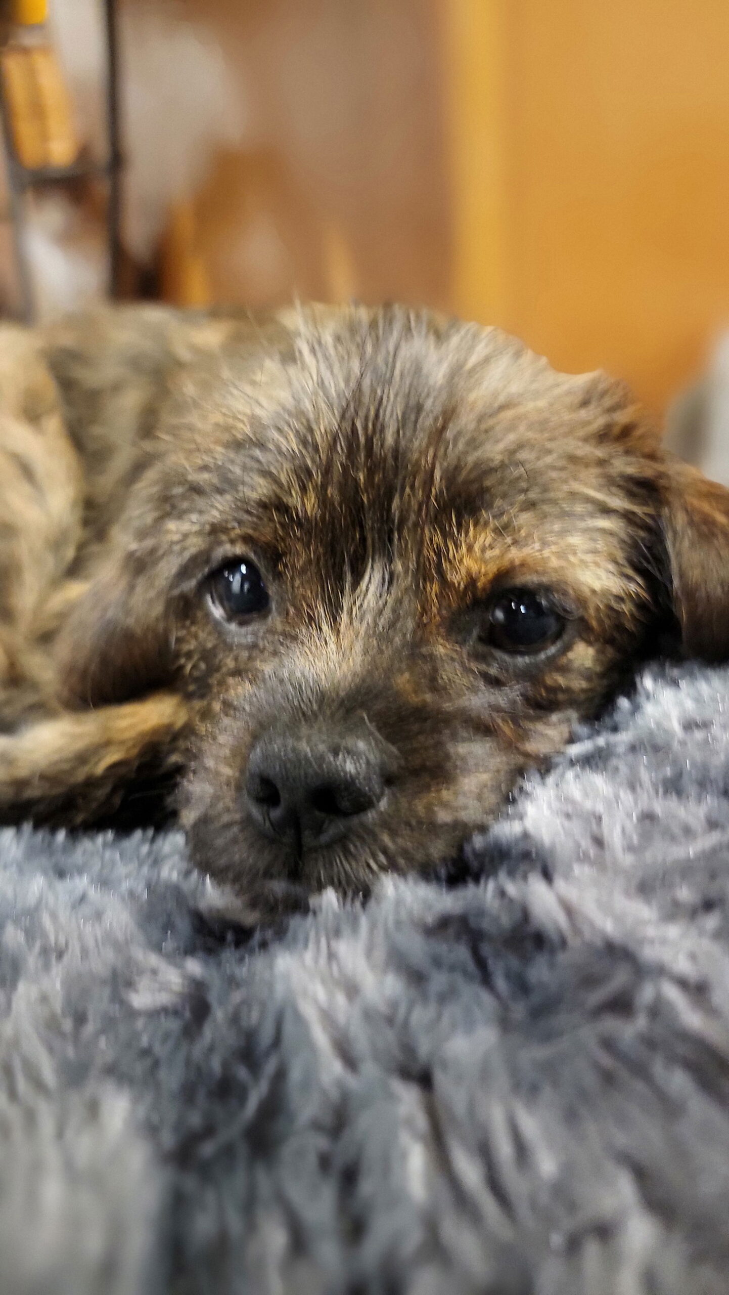 Mufasa - Wirehaired Fox Terrier