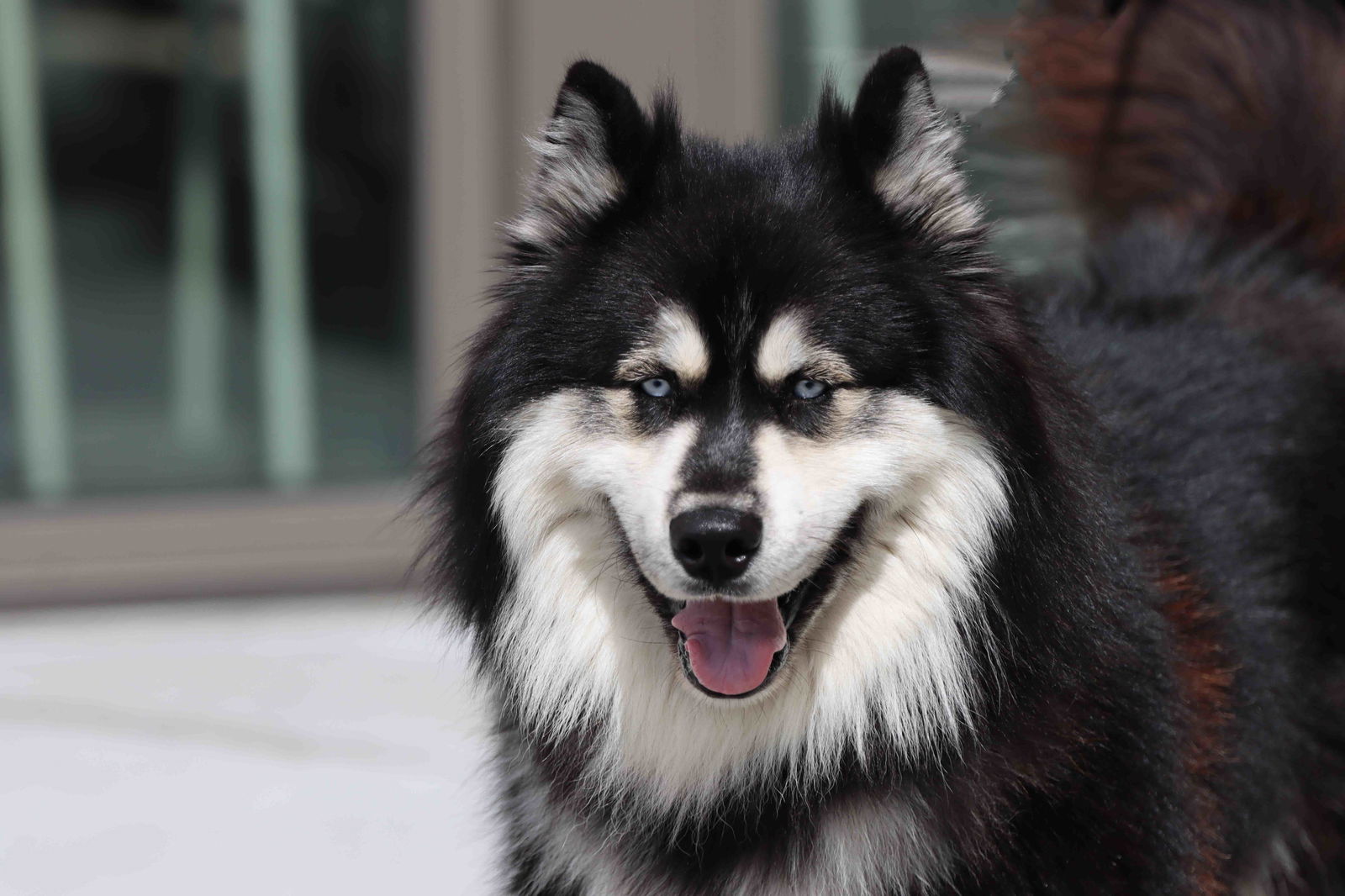Oso - Siberian Husky