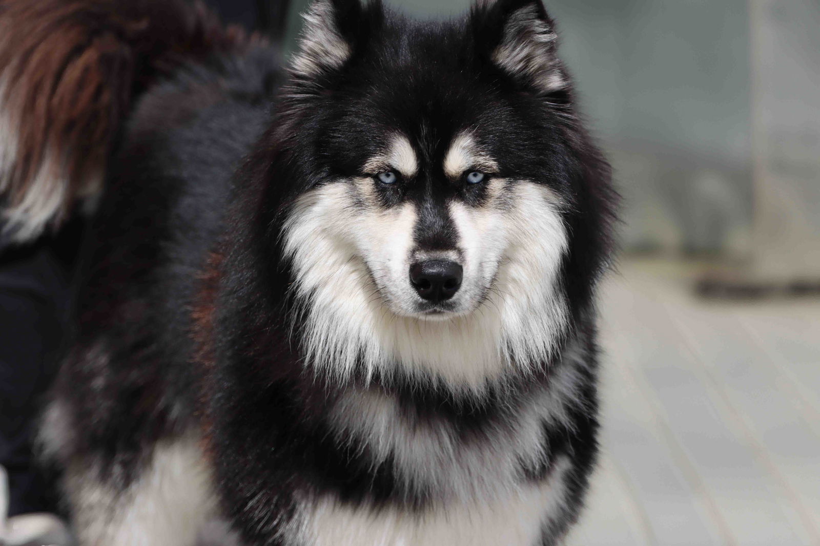 Oso - Siberian Husky