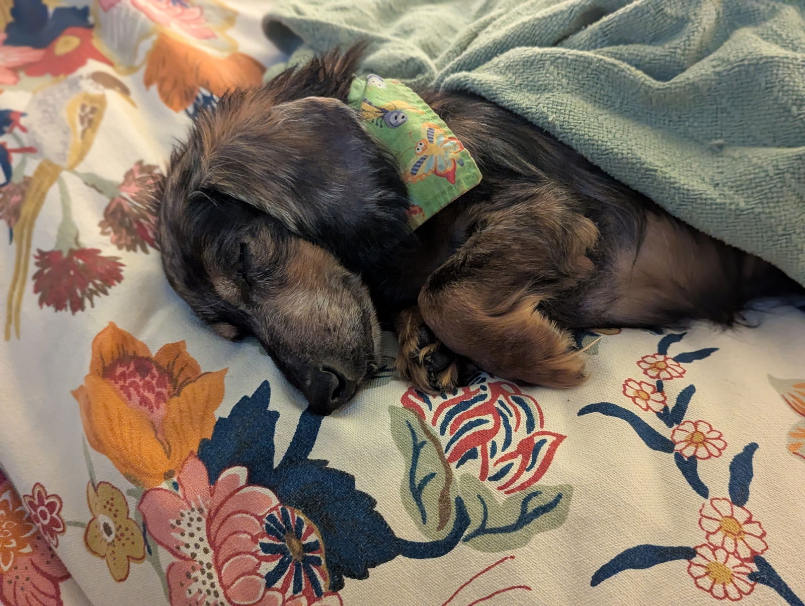 Dr. Frank-N-Furter - Dachshund