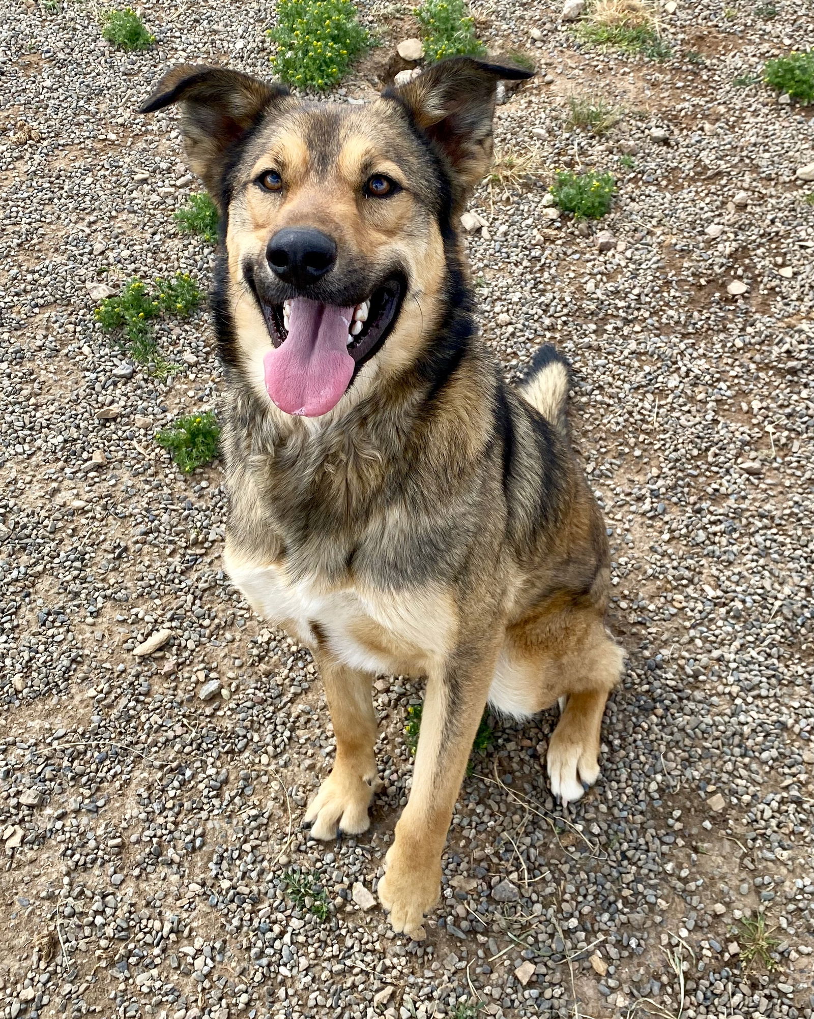 Canelo - Shepherd