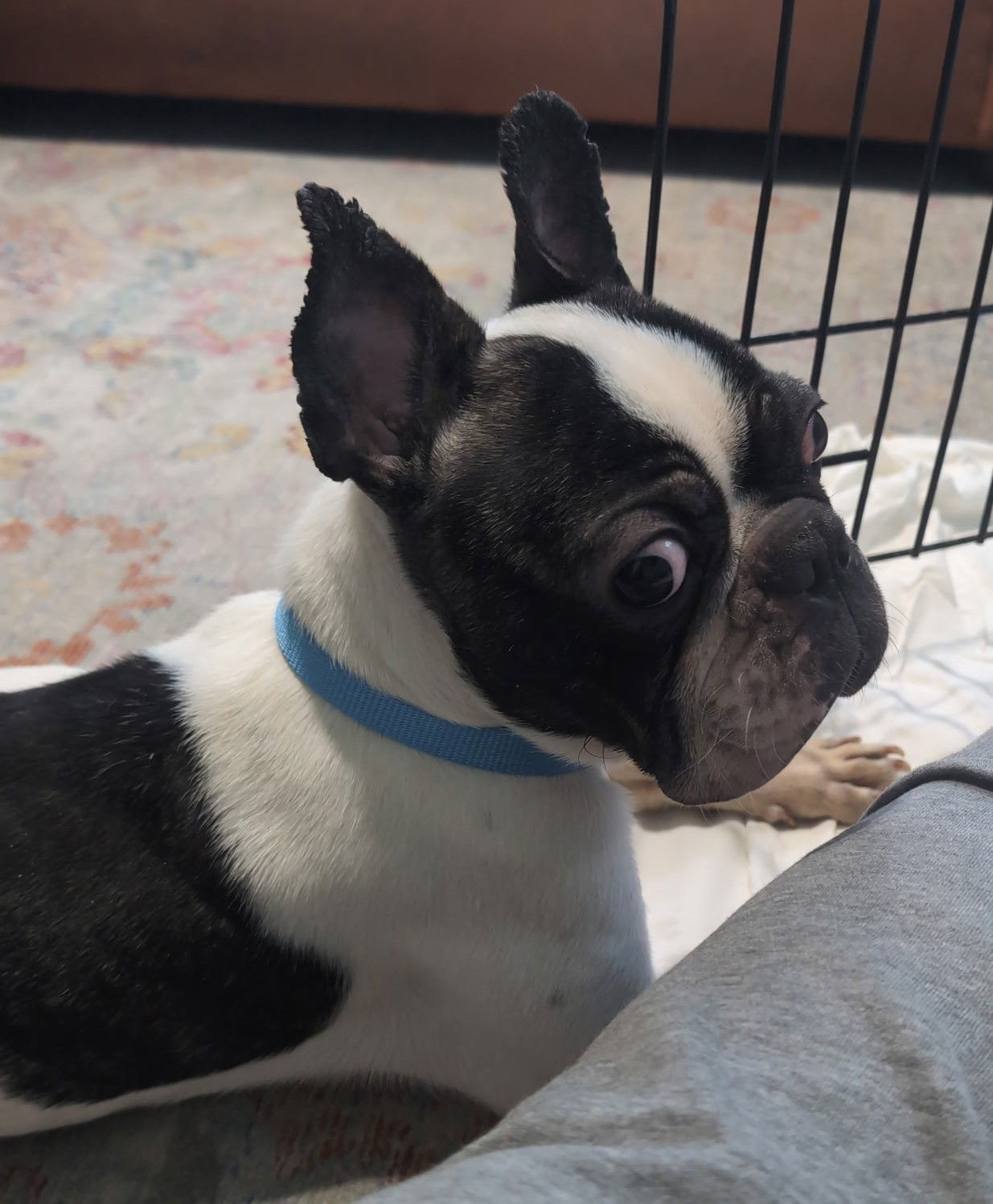Sir Charlie - Boston Terrier
