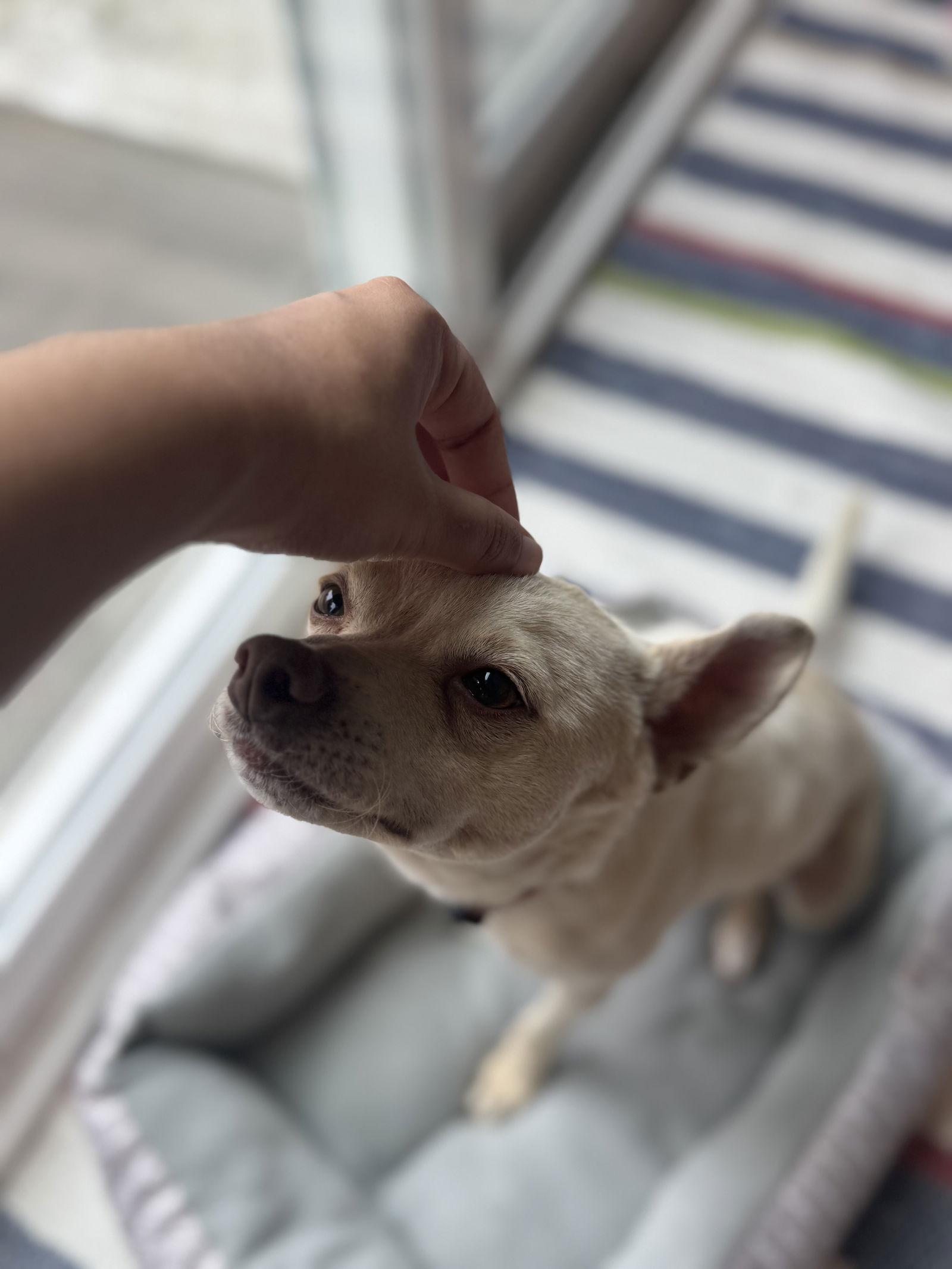 Sampson - Chihuahua