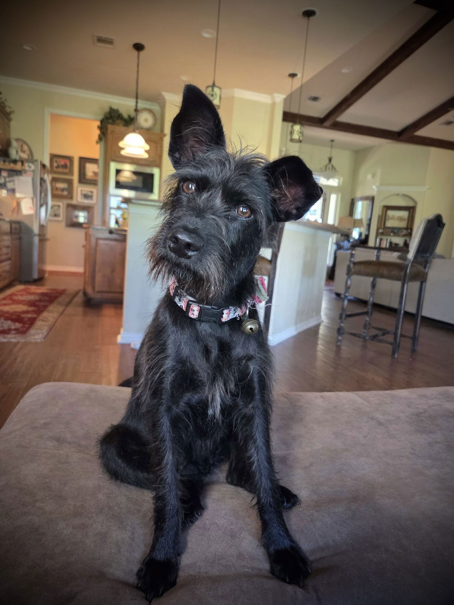 Yang - Schnauzer