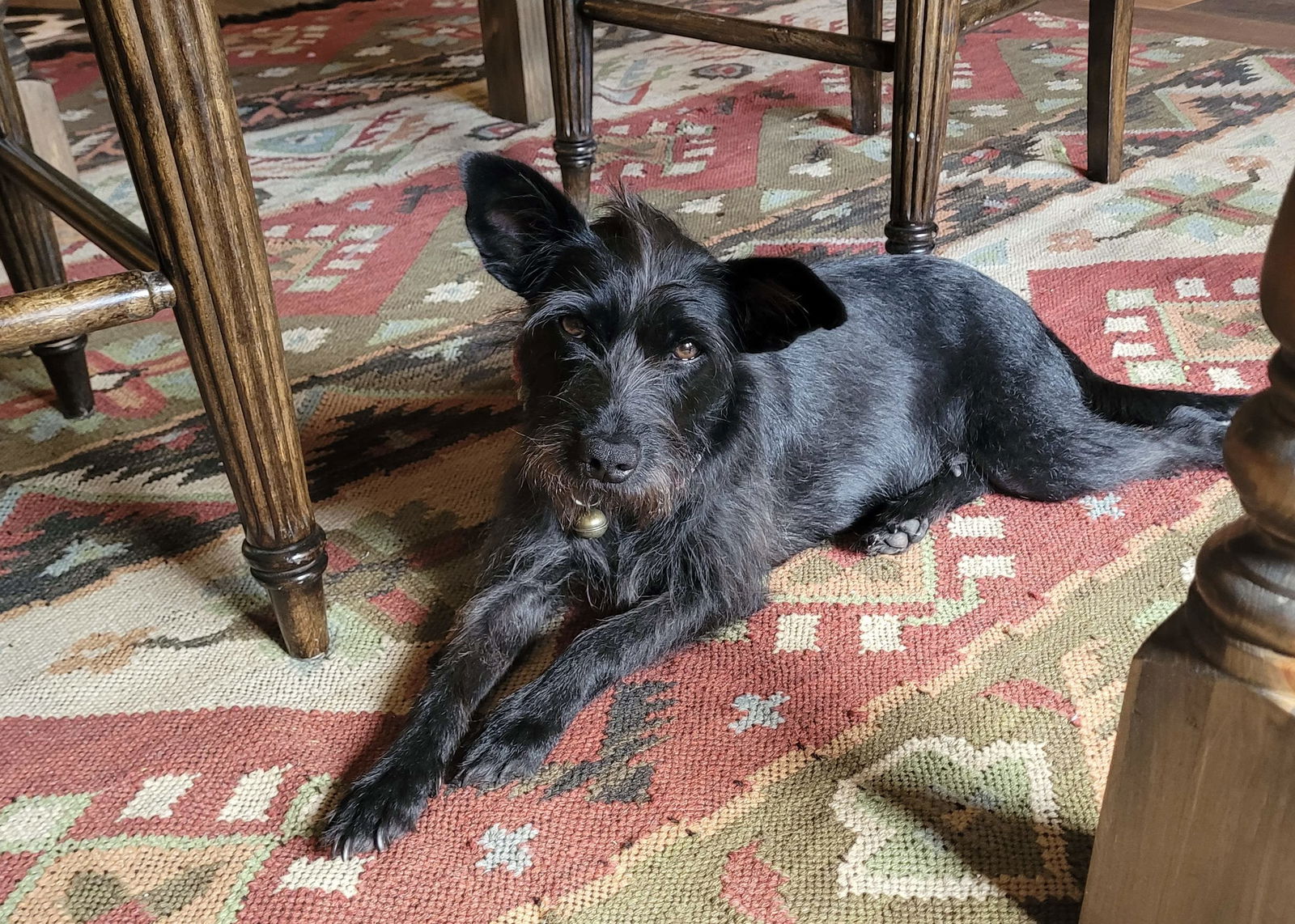 Yang - Schnauzer
