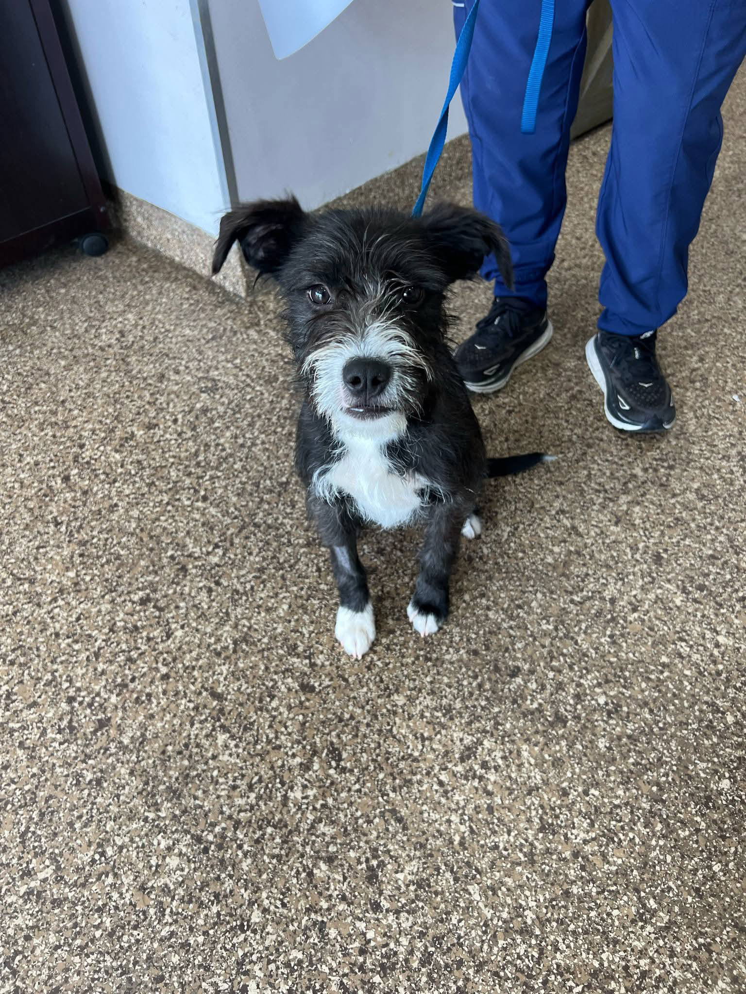 Winston - Terrier