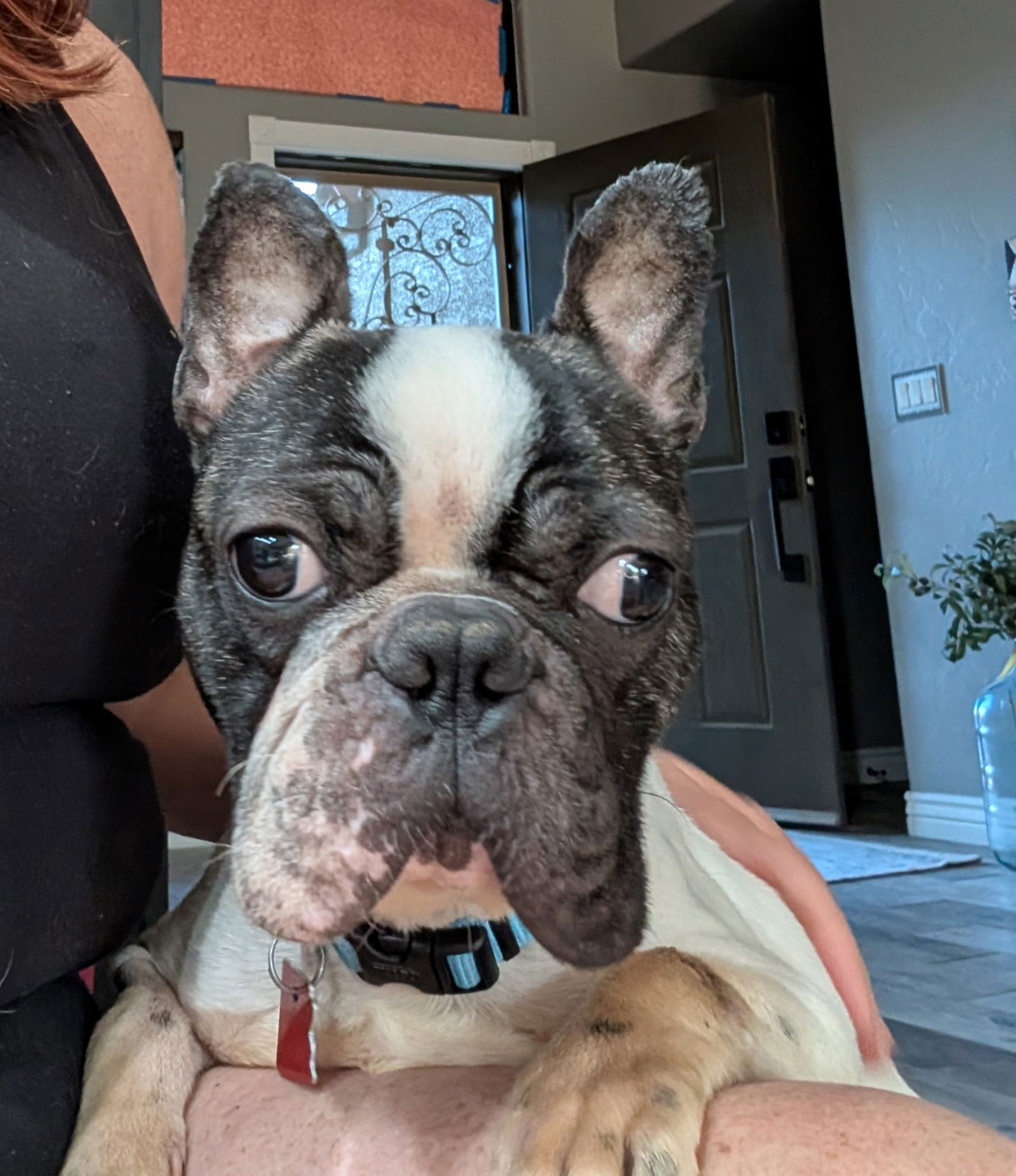 Sir Charlie - Boston Terrier