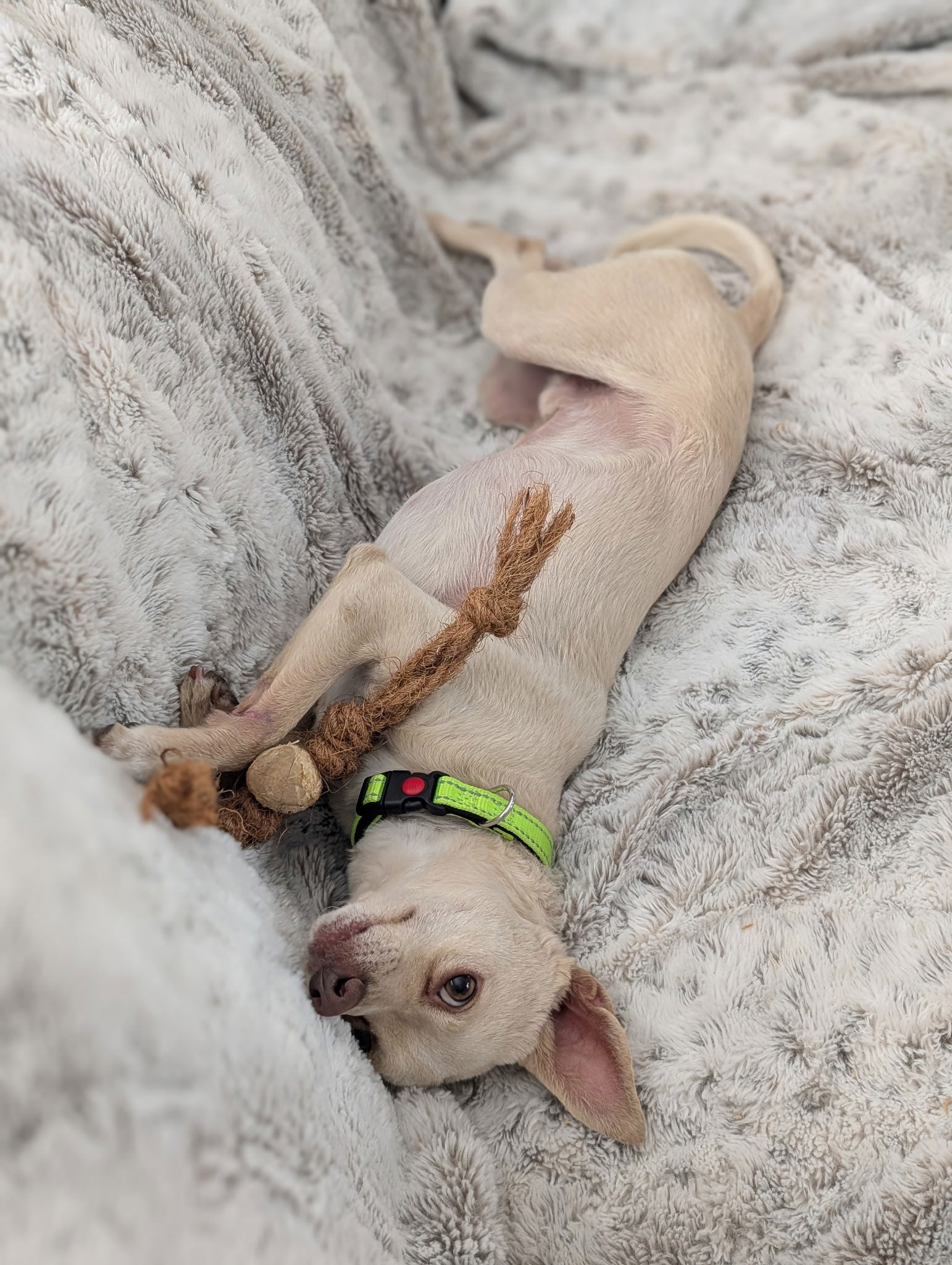 Sampson - Chihuahua