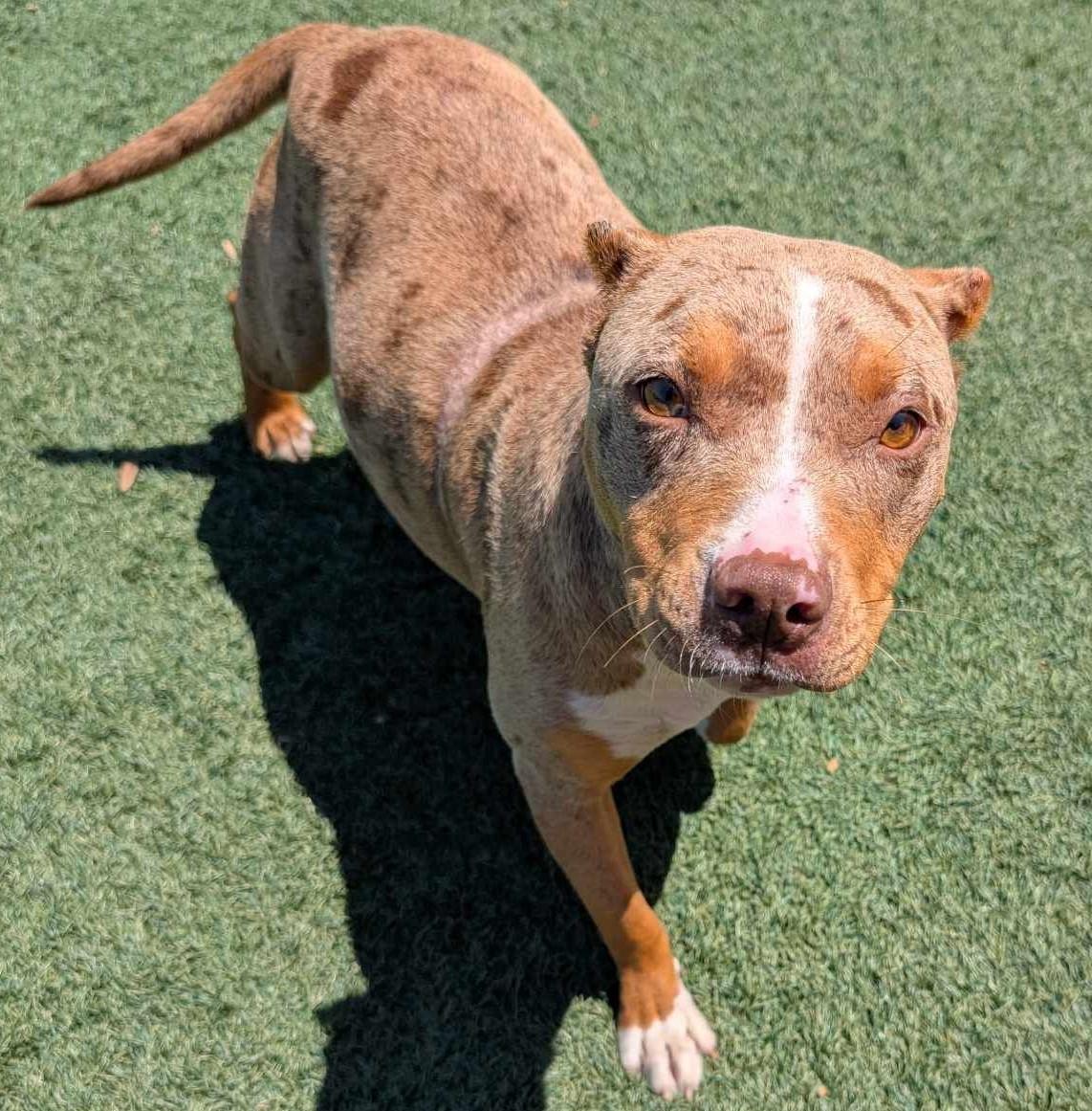 Rosie - In Foster - Pit Bull Terrier