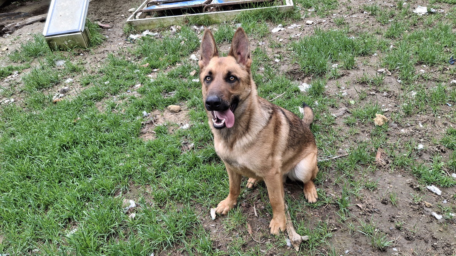 KODA - $350 - German Shepherd Dog
