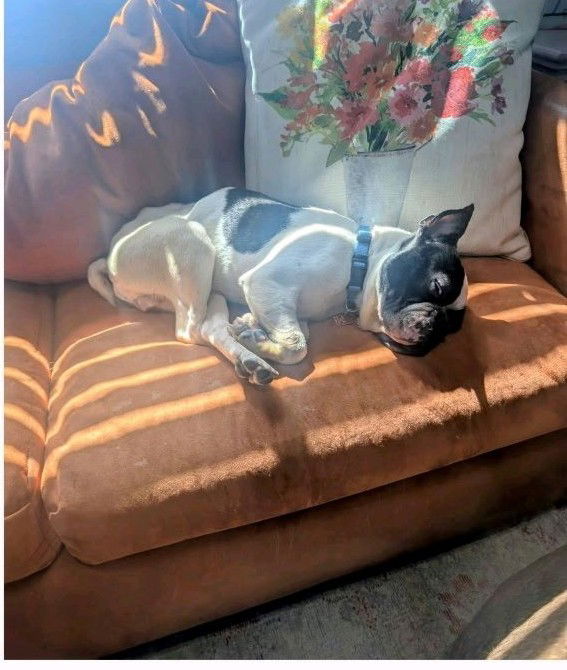 Sir Charlie - Boston Terrier
