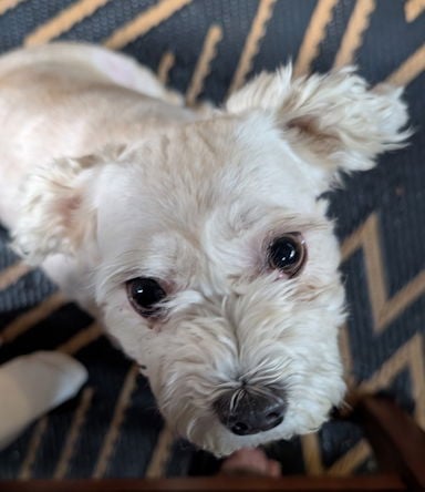 Mayari in FL - Havanese