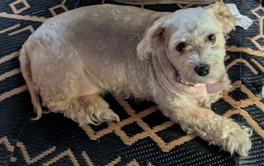 Mayari in FL - Havanese