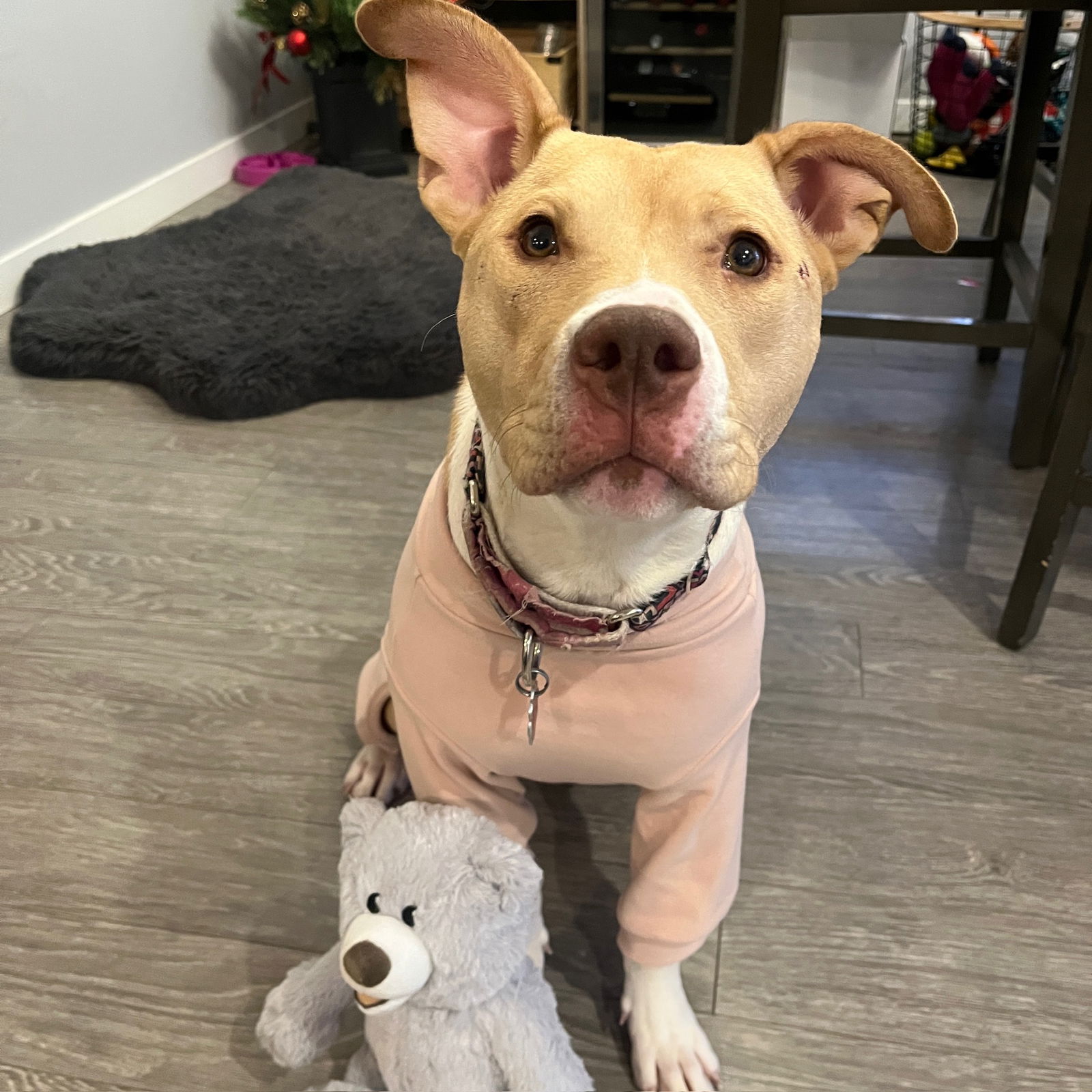 Katya - Pit Bull Terrier