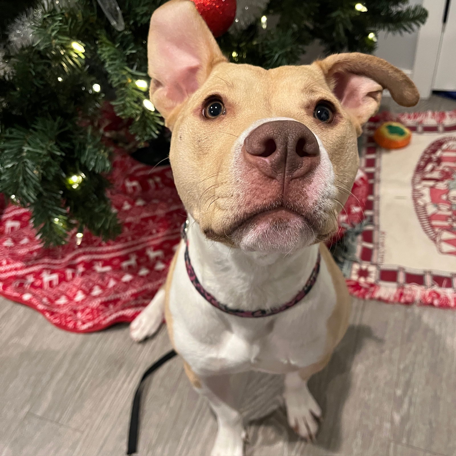 Katya - Pit Bull Terrier