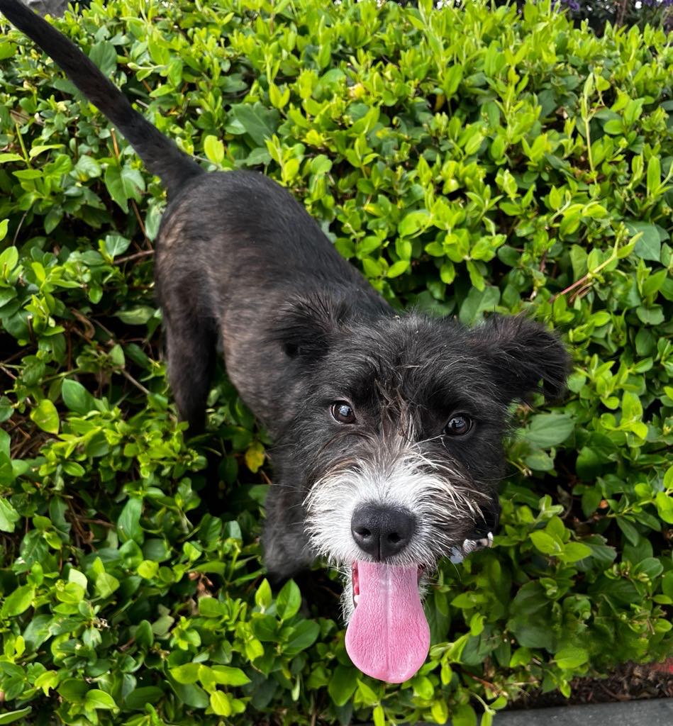 Winston - Terrier