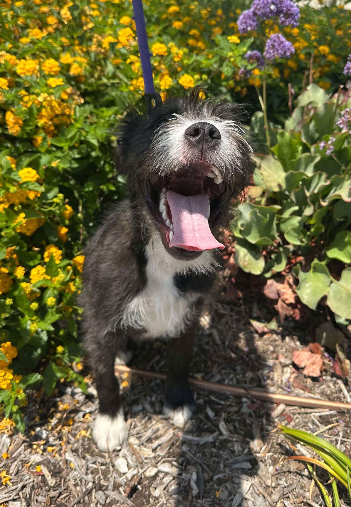 Winston - Terrier