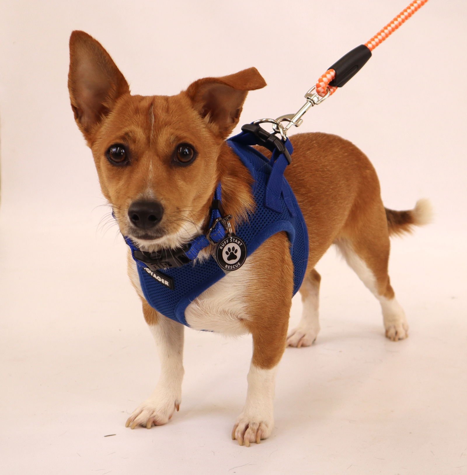 Walter - Chihuahua