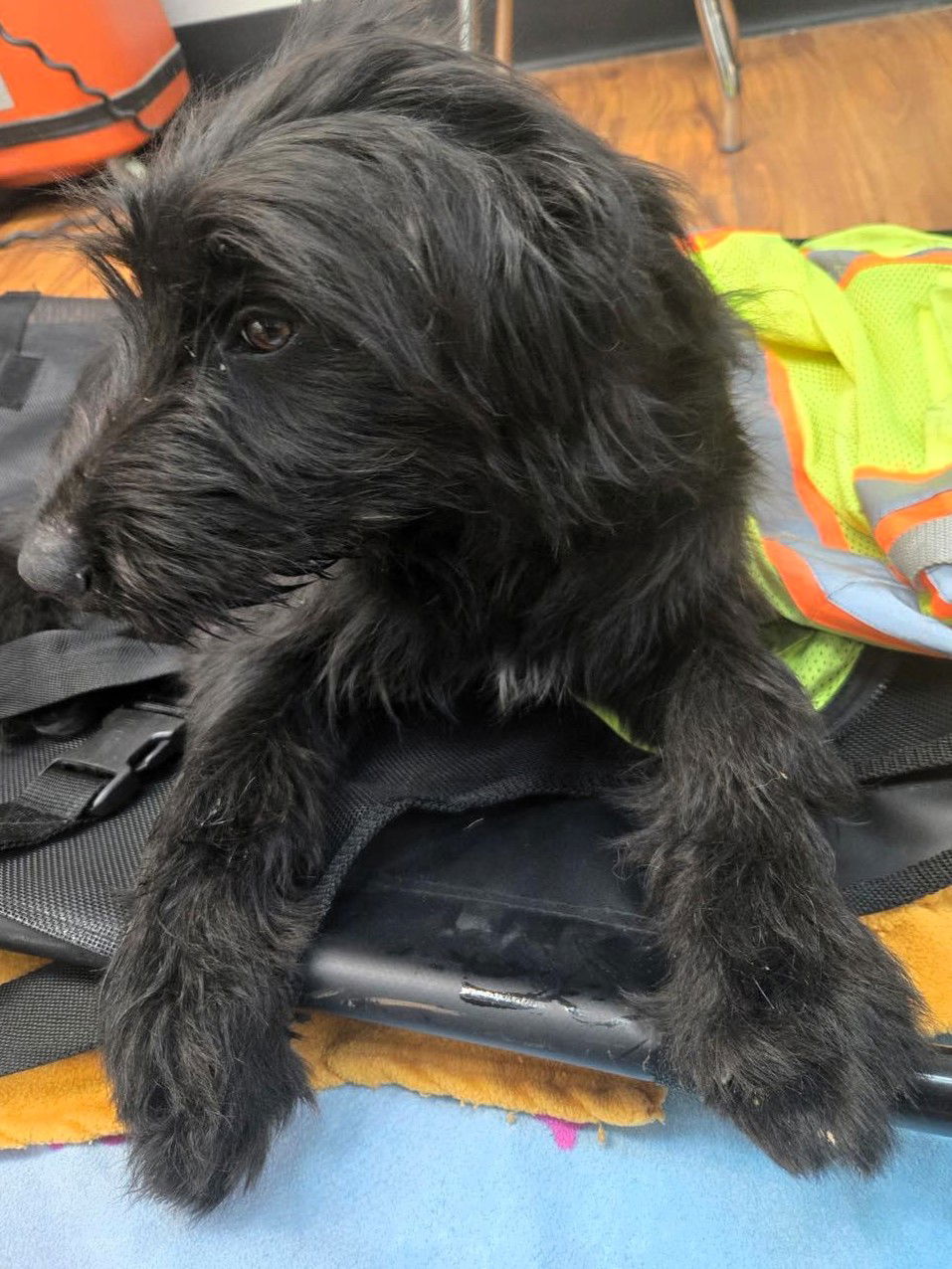 Twiggy (1yo,26lbs) - Scottish Terrier Scottie