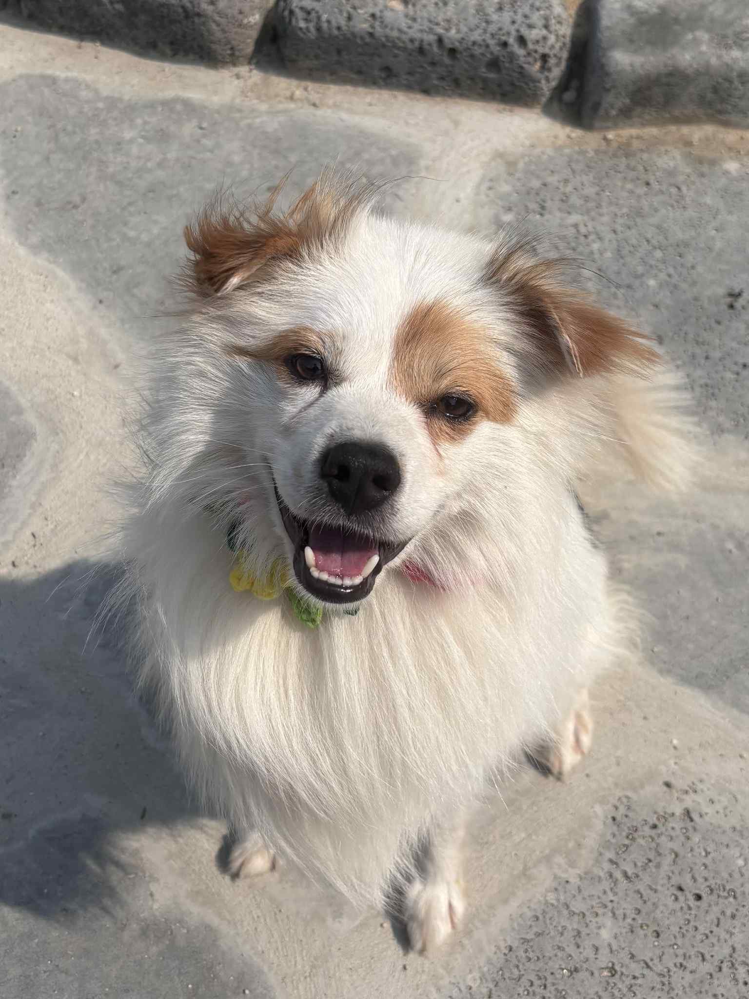 BENTLEY - Cavalier King Charles Spaniel