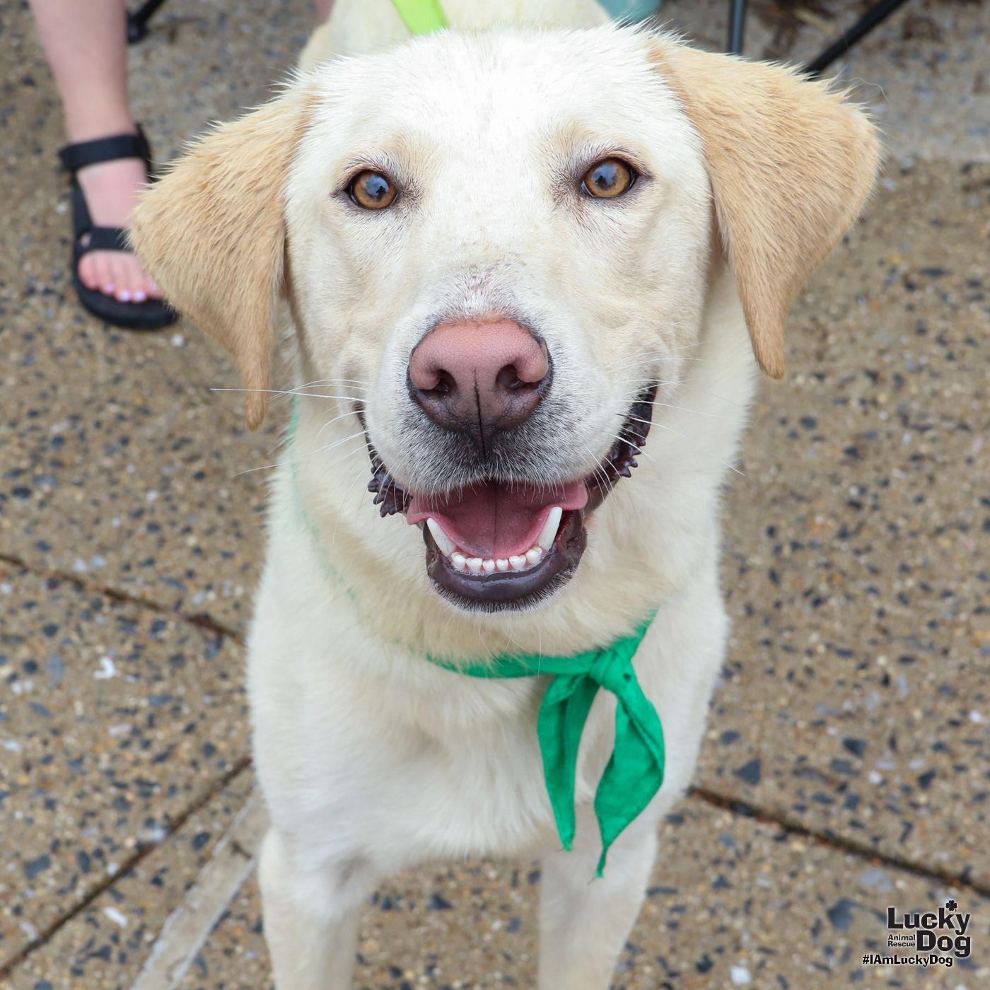 Coconut - Labrador Retriever