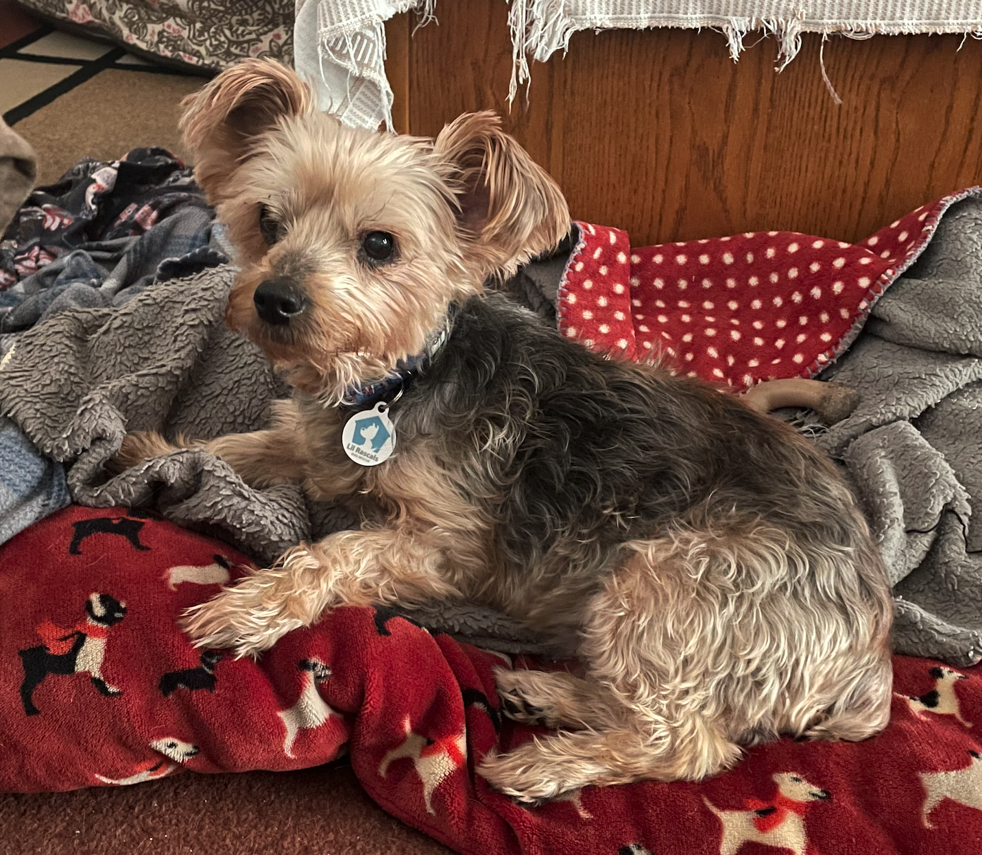 Candy ADOPTION PENDING - Yorkshire Terrier Yorkie