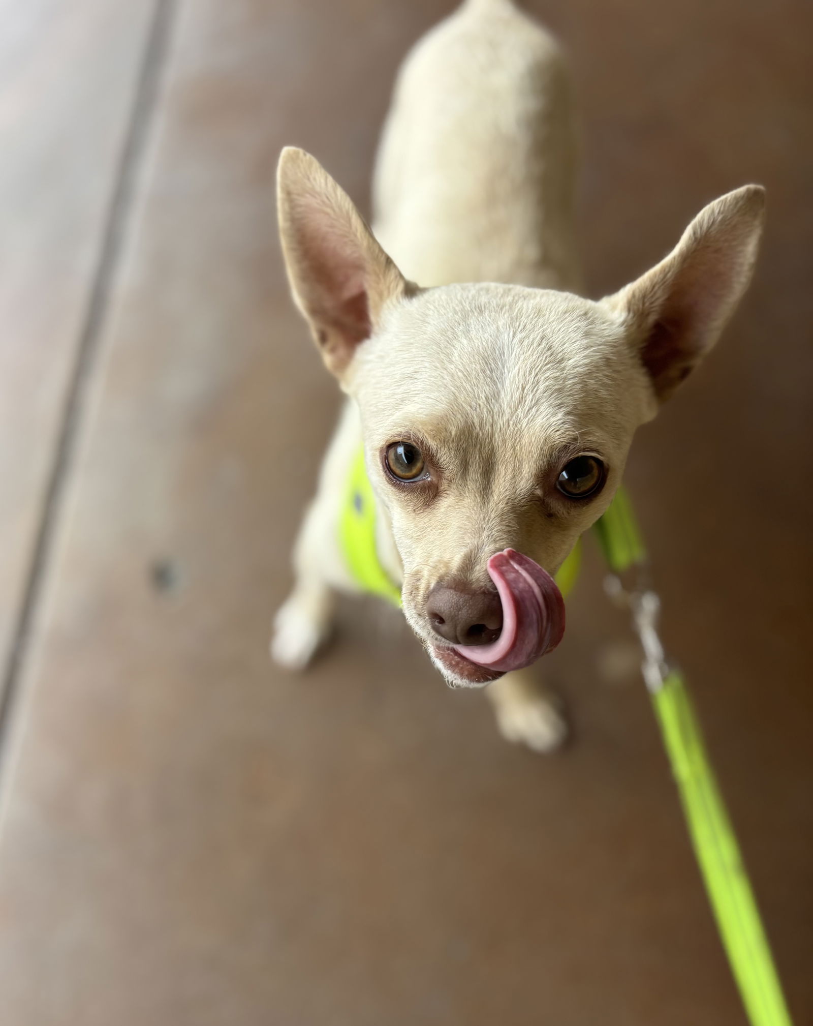 Sampson - Chihuahua