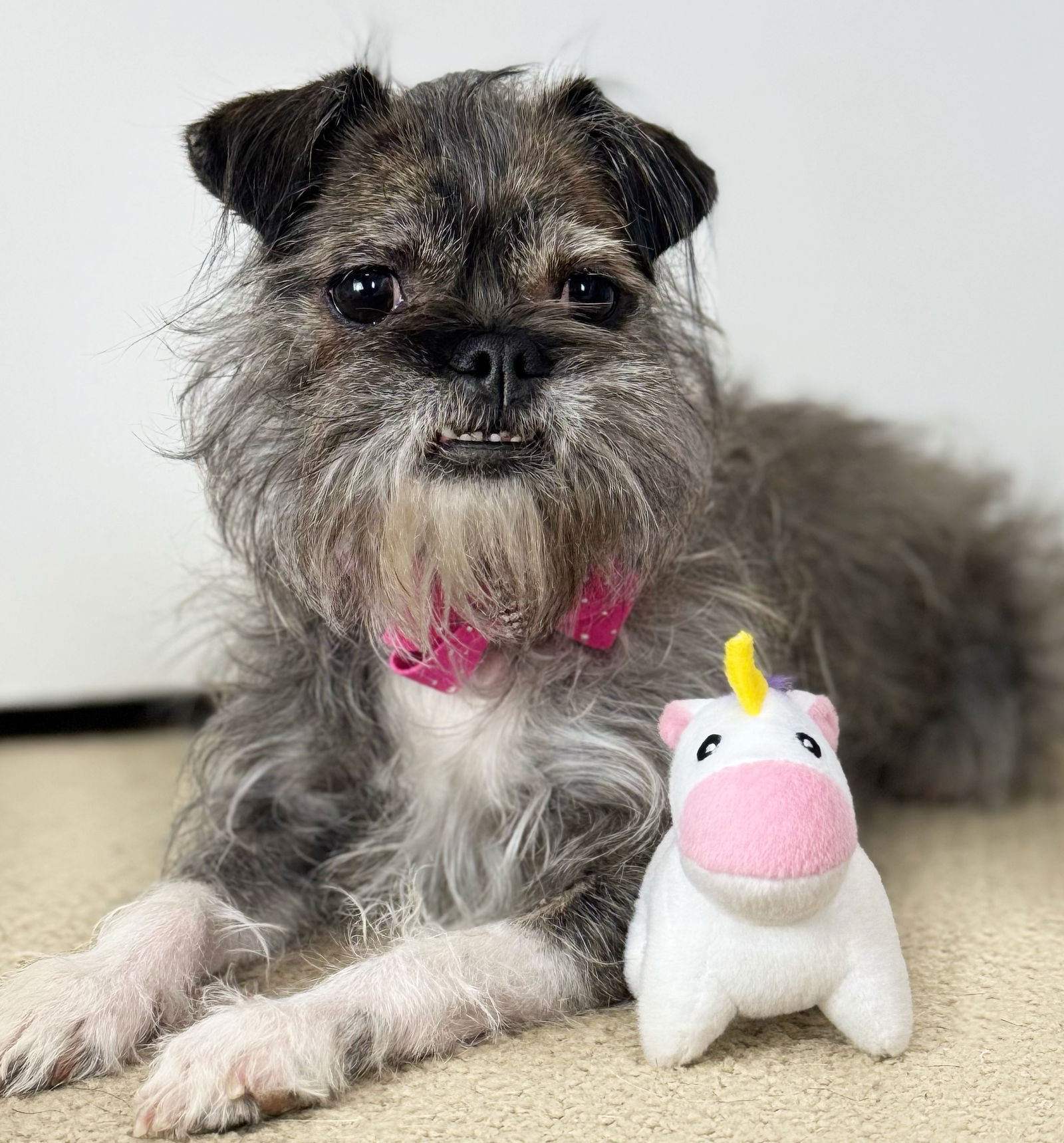 Gremlin - Brussels Griffon