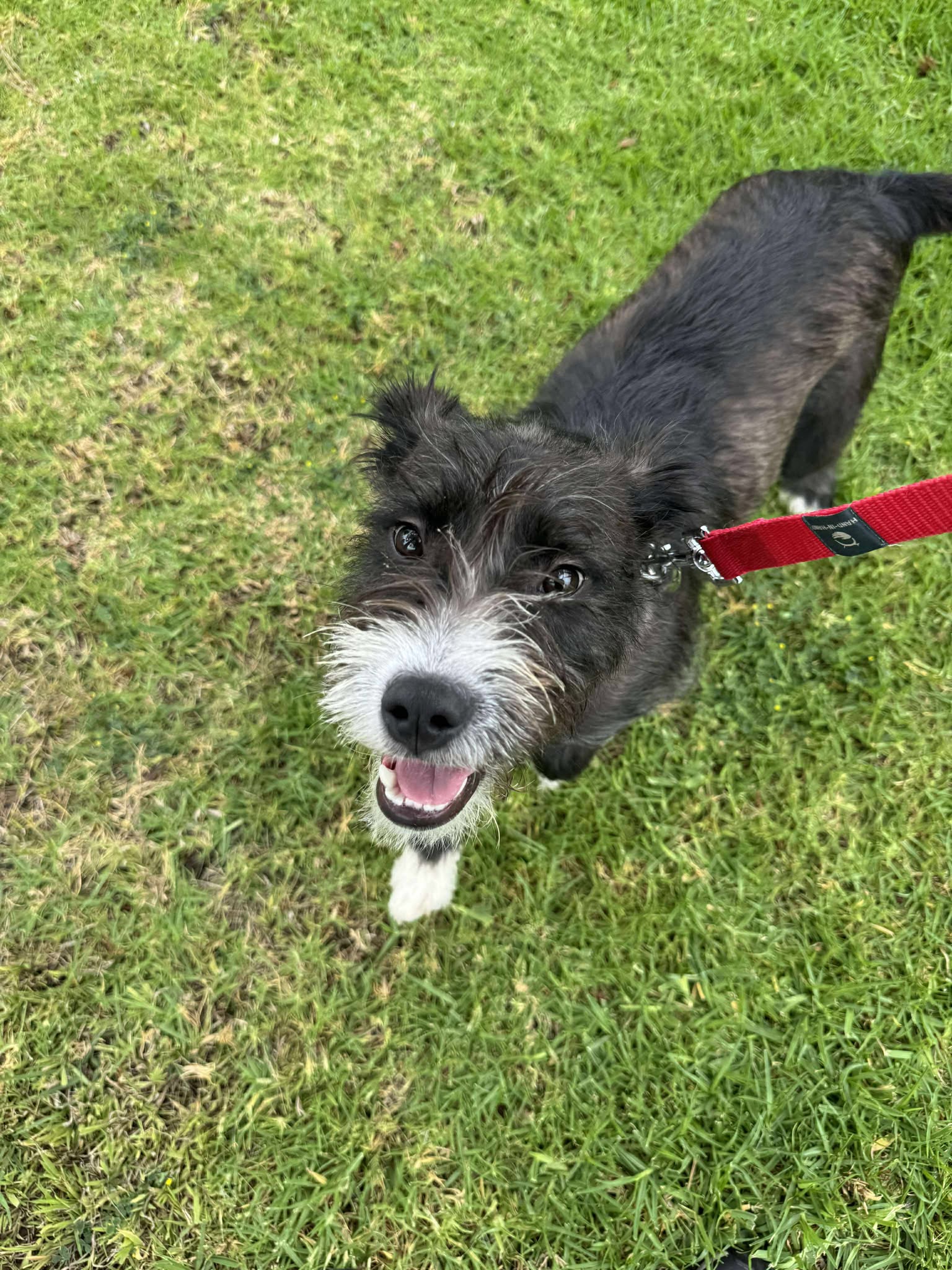 Winston - Terrier