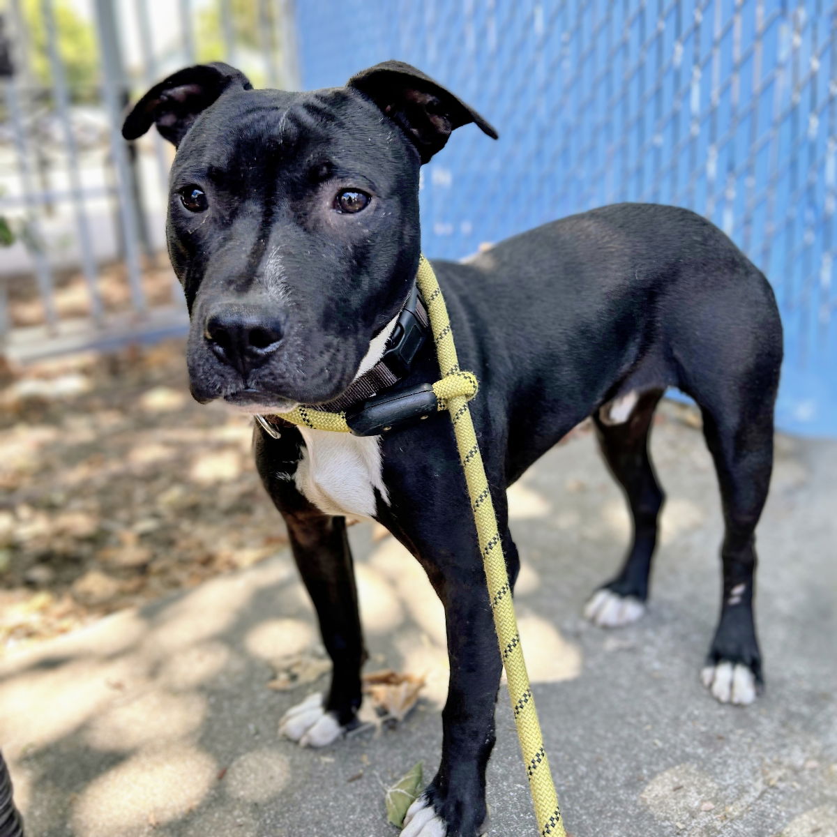 Dylan - Pit Bull Terrier