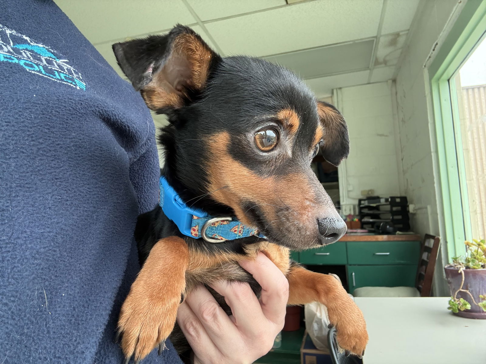 Frank - Chihuahua