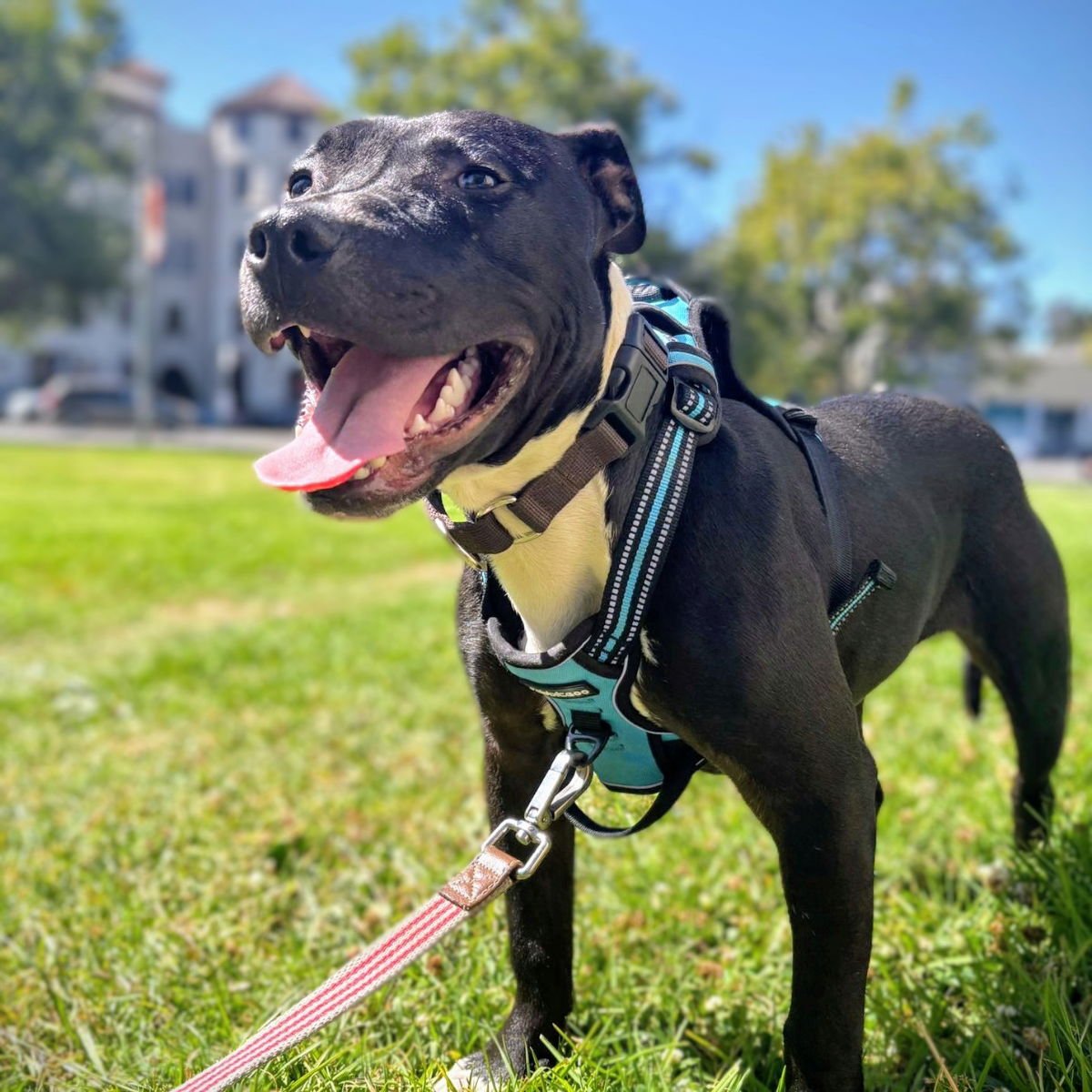 Dylan - Pit Bull Terrier