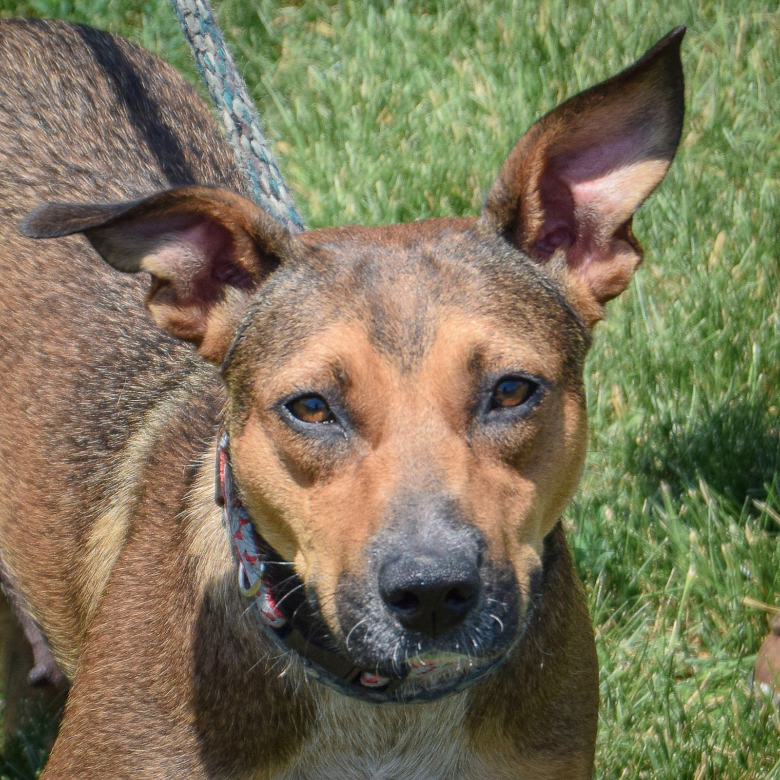 Darla - Boxer