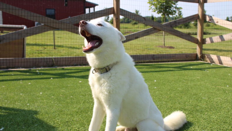 Loki - Husky