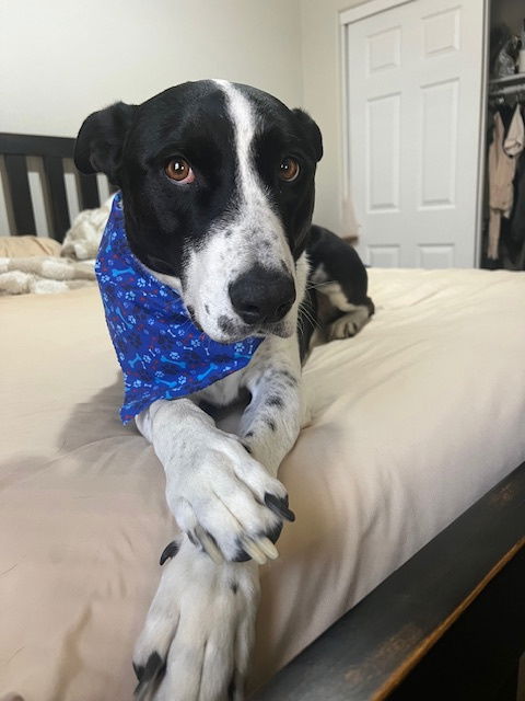MOZZI - Cattle Dog