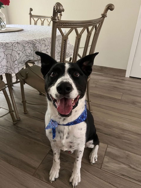 MOZZI - Cattle Dog