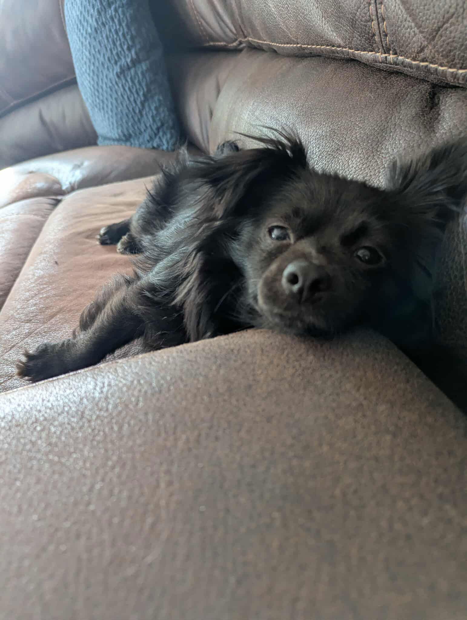 Millie - Pomeranian