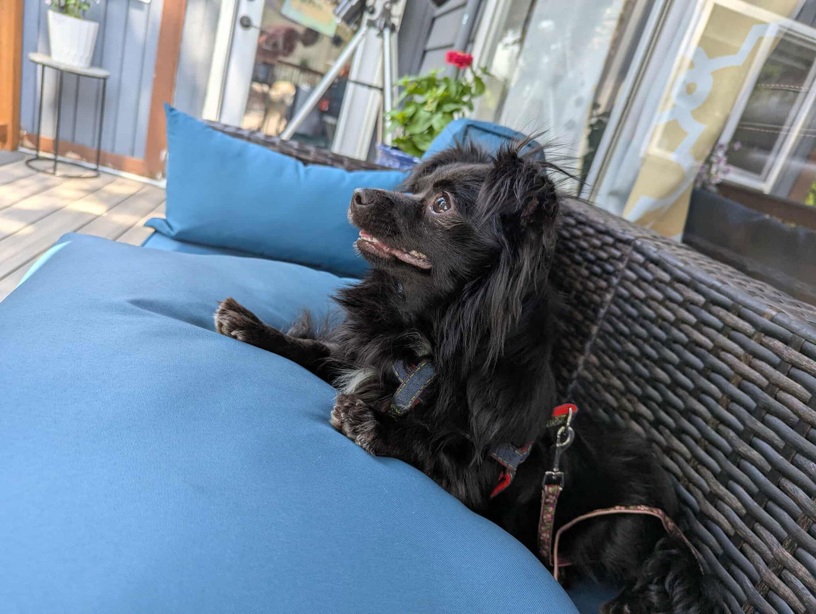 Millie - Pomeranian